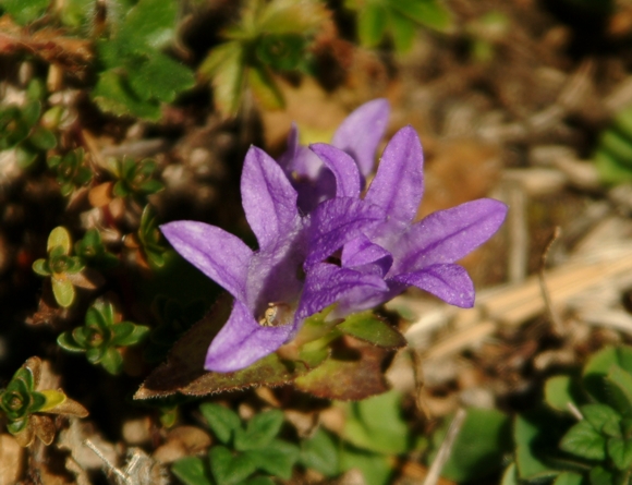 campanula glomerata